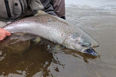 Atlantic Salmon River Fishing