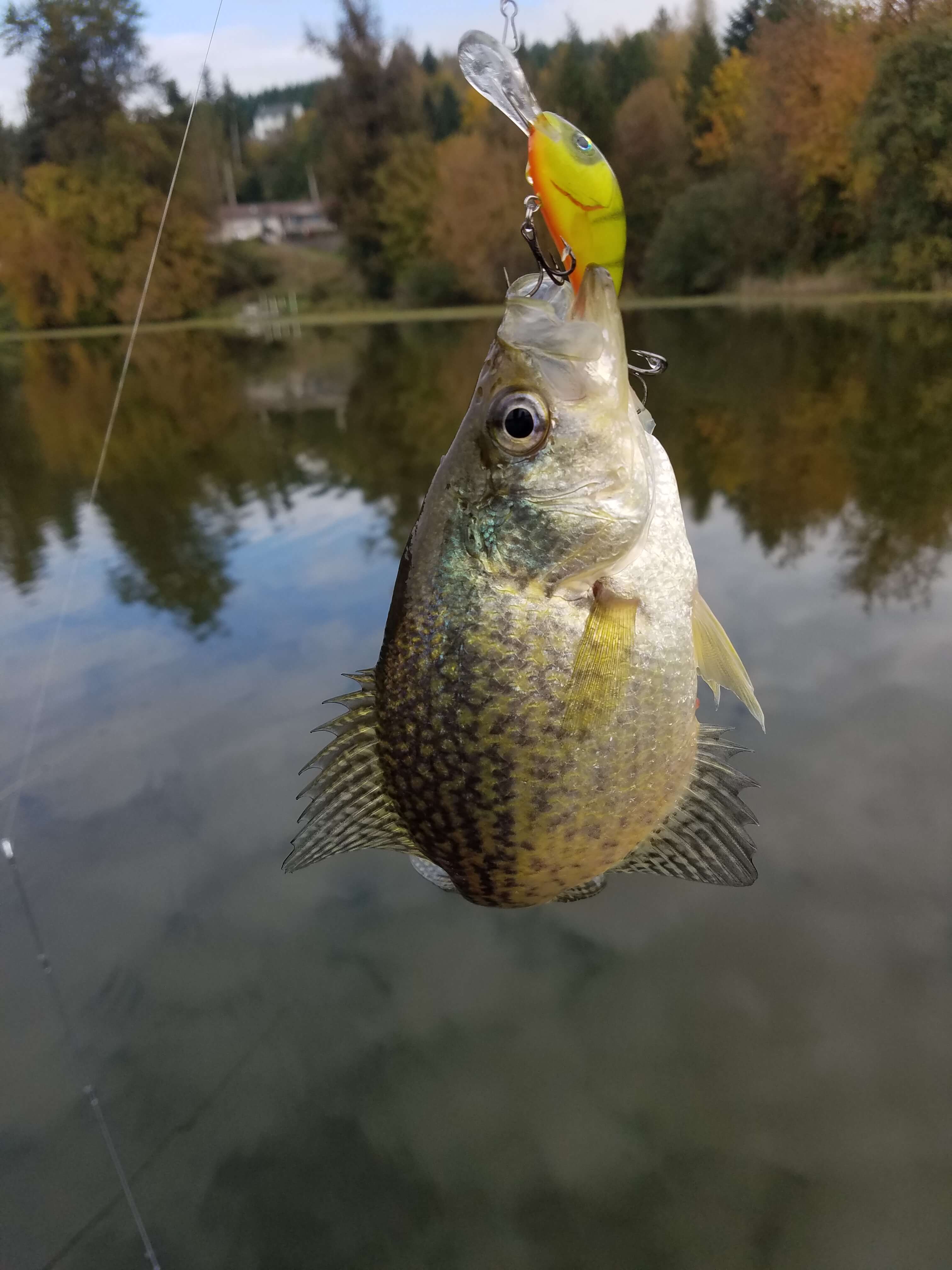 Fall Crappie Abound