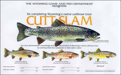 Writer's Contest: Quest for the Wyoming Cutthroat